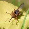 Curculio sp.